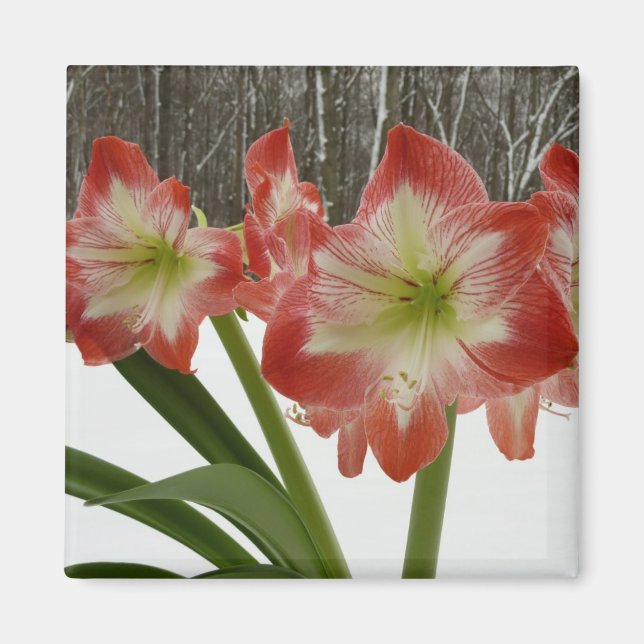 Amaryllis i Snö Red Helgdag Winter Blommigt Magnet (Framsidan)