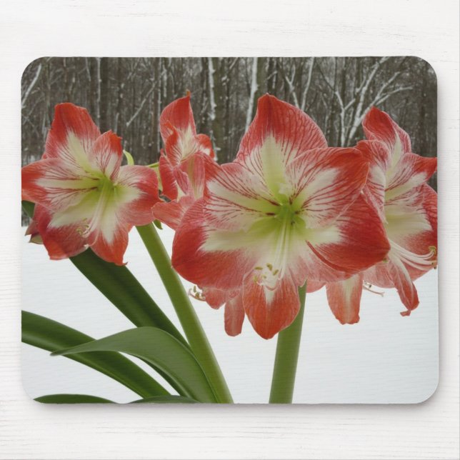 Amaryllis i Snö Red Helgdag Winter Blommigt Musmatta (Framsidan)