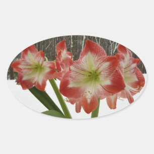 Amaryllis i Snö Red Helgdag Winter Blommigt Ovalt Klistermärke