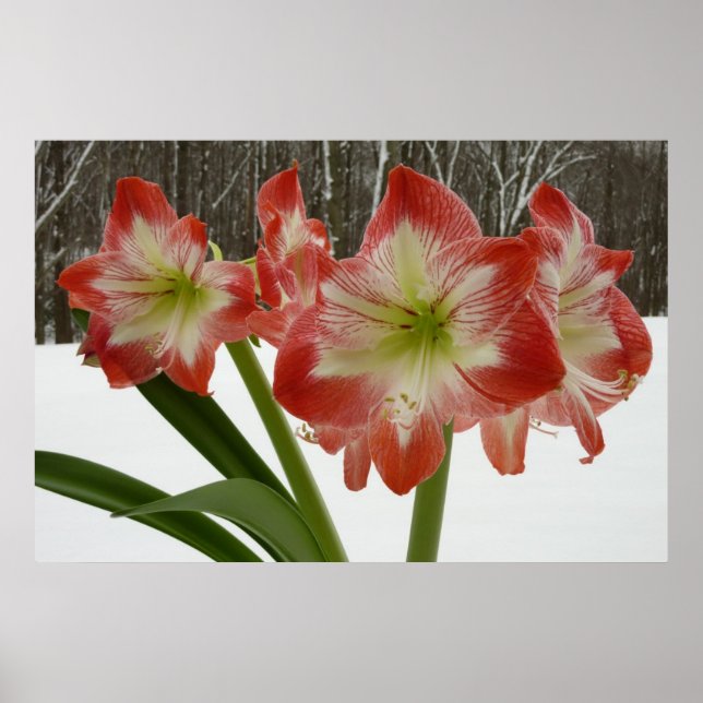 Amaryllis i Snö Red Helgdag Winter Blommigt Poster (Framsidan)