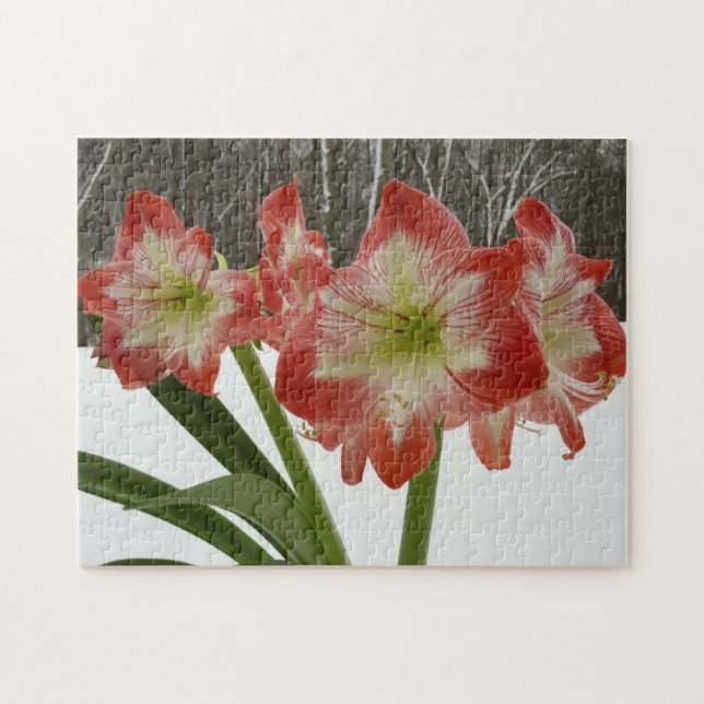 Amaryllis i Snö Red Helgdag Winter Blommigt Pussel (Horisontell)