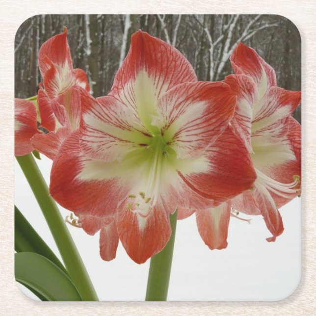 Amaryllis i Snö Red Helgdag Winter Blommigt Underlägg Papper Kvadrat (Framsidan)