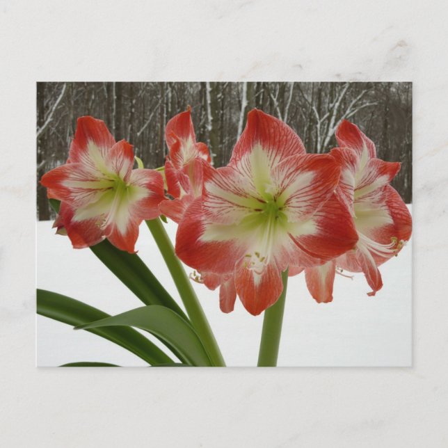 Amaryllis i Snö Red Helgdag Winter Blommigt Vykort (Framsida)