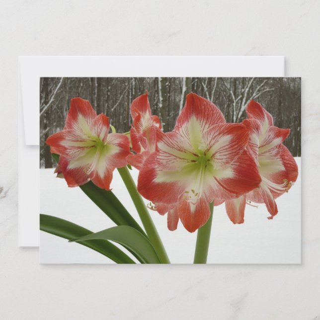 Amaryllis i snö Röd Holiday Vinterblomma Julkort (Framsida)