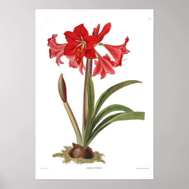 Amaryllis johnsoni poster (Framsidan)
