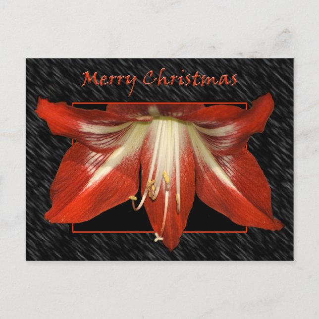 Amaryllis julkort helg vykort (Framsida)