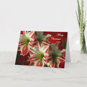 Amaryllis julkort helgkort