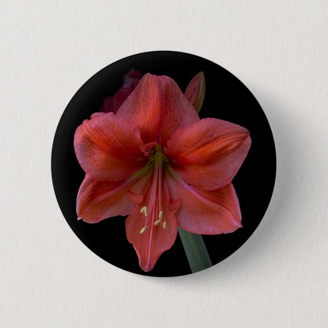 Amaryllis Knapp (Framsida)