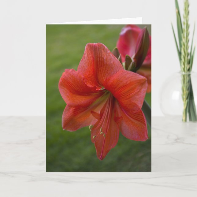 Amaryllis Kort (Framsida)
