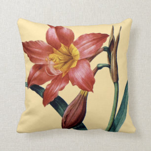 Amaryllis Kudde