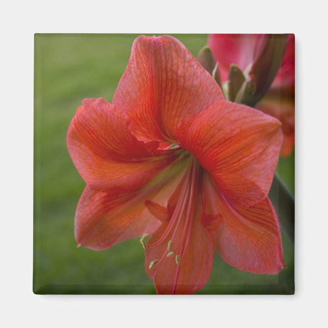 Amaryllis Magnet (Framsidan)