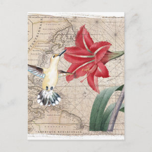 Amaryllis Mao Hummer Vykort
