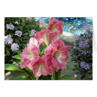 Amaryllis medborgarebotanisk trädgård, Washington, Hälsningskort