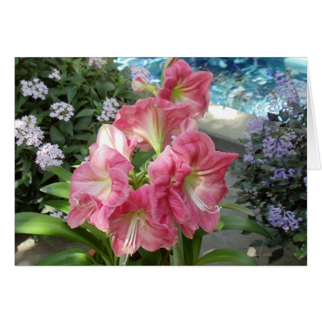 Amaryllis medborgarebotanisk trädgård, Washington, Hälsningskort (Framsidan Horizontal)