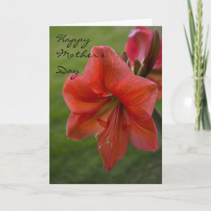 Amaryllis Mors dag Kort