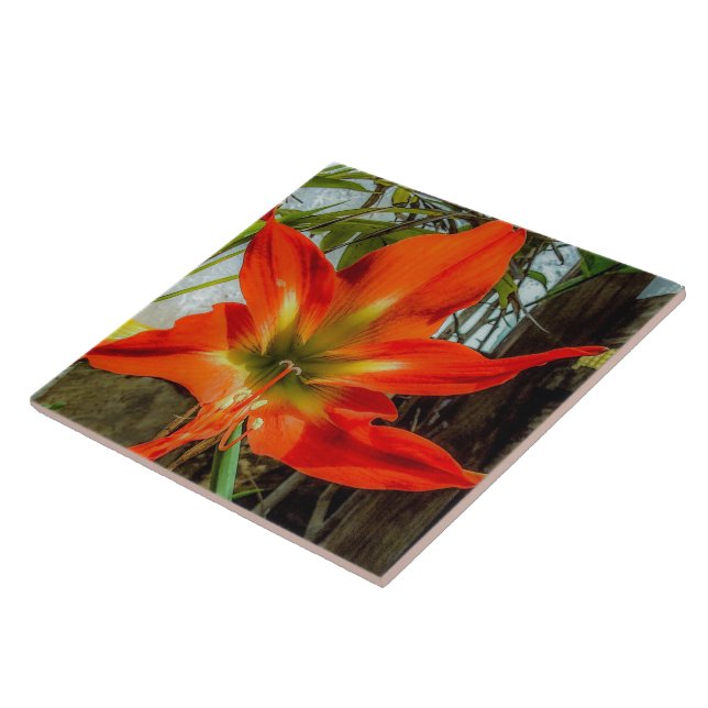 Amaryllis närbild keramisk platta kakelplatta (Sidan)