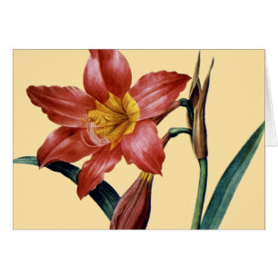 Amaryllis OBS Kort