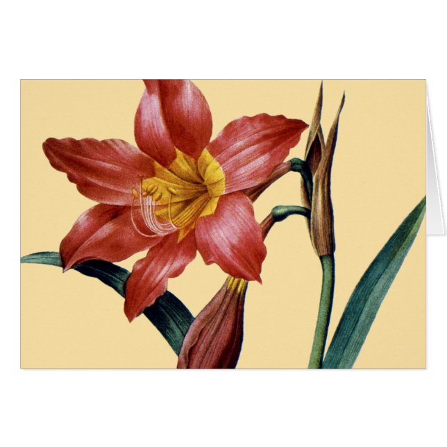 Amaryllis OBS Kort (Framsidan Horizontal)