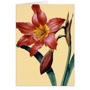 Amaryllis OBS Kort
