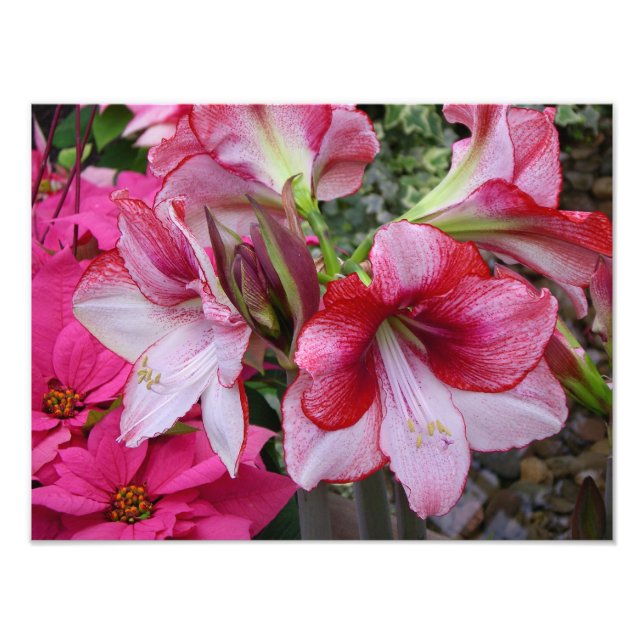 Amaryllis och Poinsettia Red Helgdag Flowers Fototryck (Framsidan)