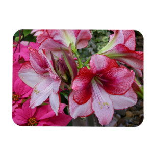 Amaryllis och Poinsettia Red Helgdag Flowers Magnet