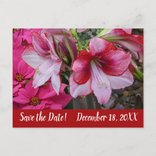Amaryllis och Poinsettia sparar datumet Meddelande Vykort