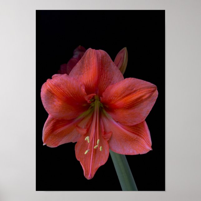 Amaryllis on Black Poster (Framsidan)