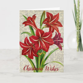 Amaryllis, Önskemål, jul. Helgkort