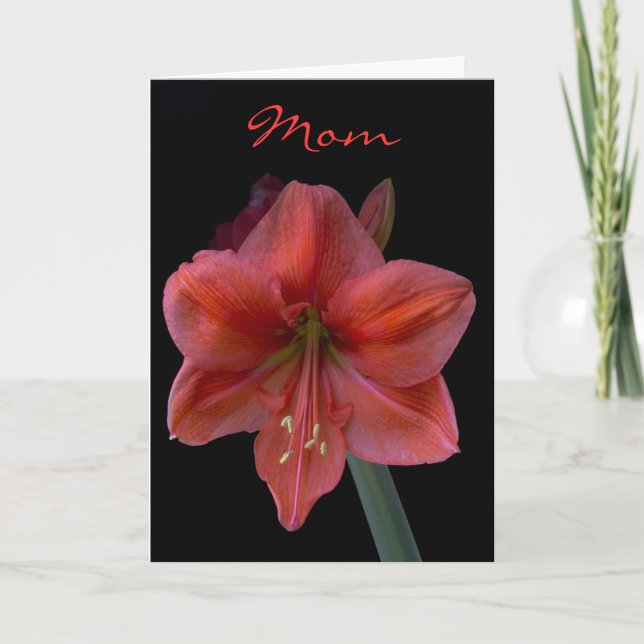 Amaryllis på svart mors dag kort (Framsida)