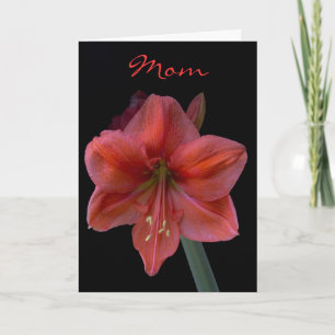 Amaryllis på svart mors dag kort