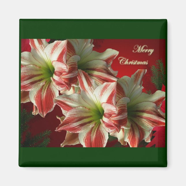 Amaryllis Pair jul Magnet (Framsidan)