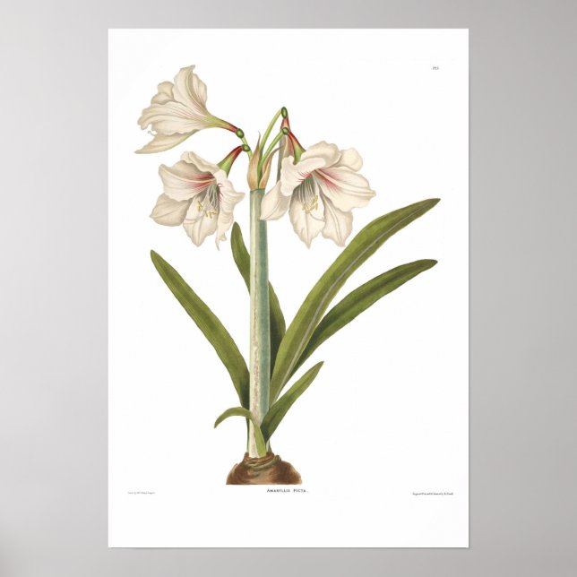 Amaryllis picta poster (Framsidan)