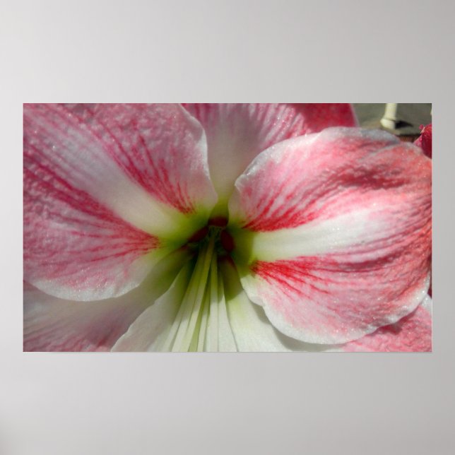 Amaryllis Poster (Framsidan)