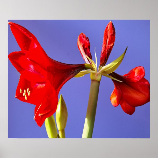 Amaryllis Poster (Framsidan)