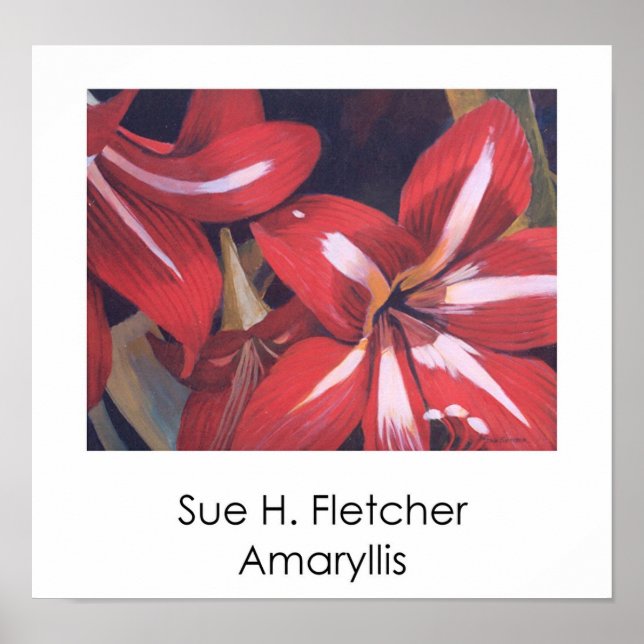 Amaryllis Poster (Framsidan)