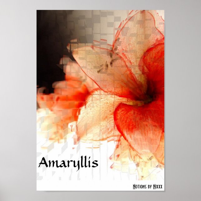 Amaryllis Poster (Framsidan)