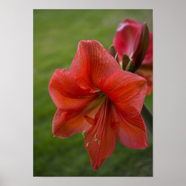 Amaryllis Poster (Framsidan)