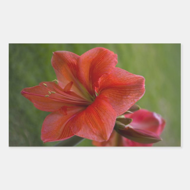 Amaryllis Rektangulärt Klistermärke (Framsida)