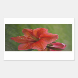 Amaryllis Rektangulärt Klistermärke