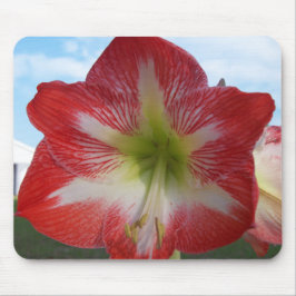 Amaryllis röd och vit MegaStar Musmatta