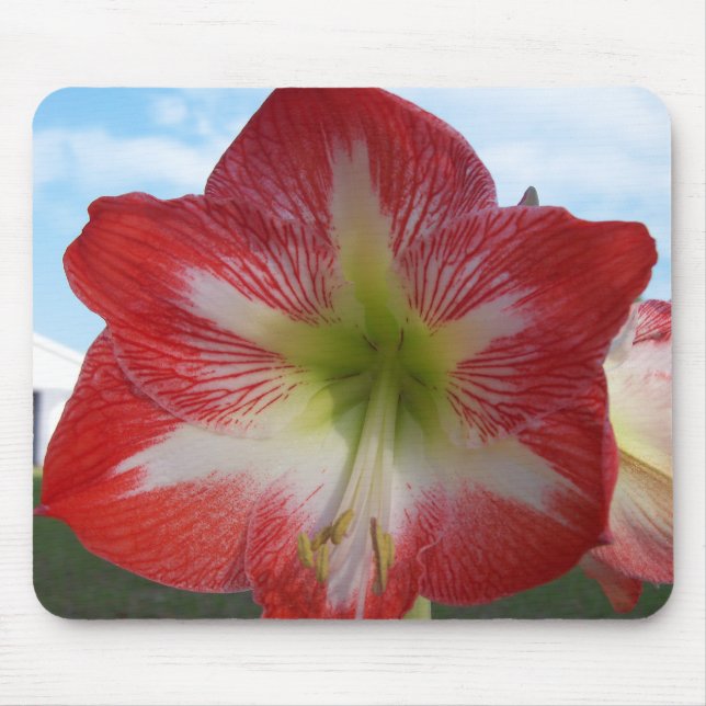 Amaryllis röd och vit MegaStar Musmatta (Framsidan)
