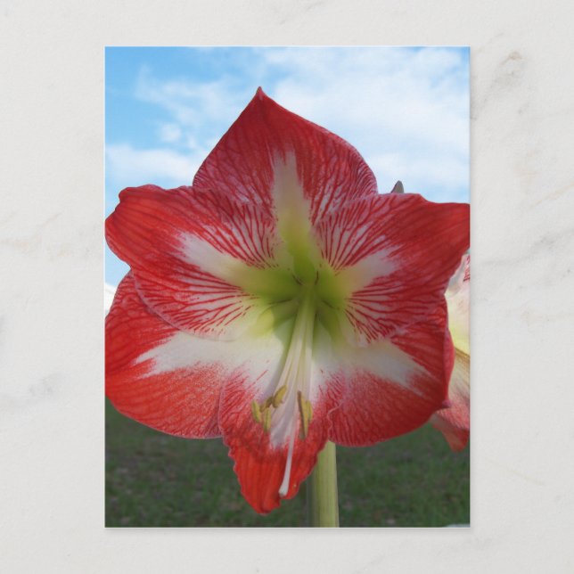 Amaryllis röd och vit MegaStar Vykort (Framsida)