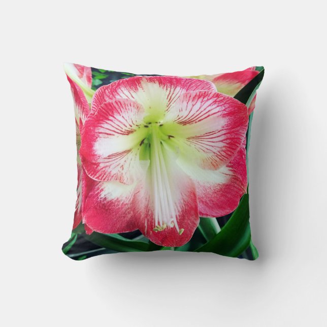 Amaryllis rosa white färg gentle Blommor gren Kudde (Framsida)
