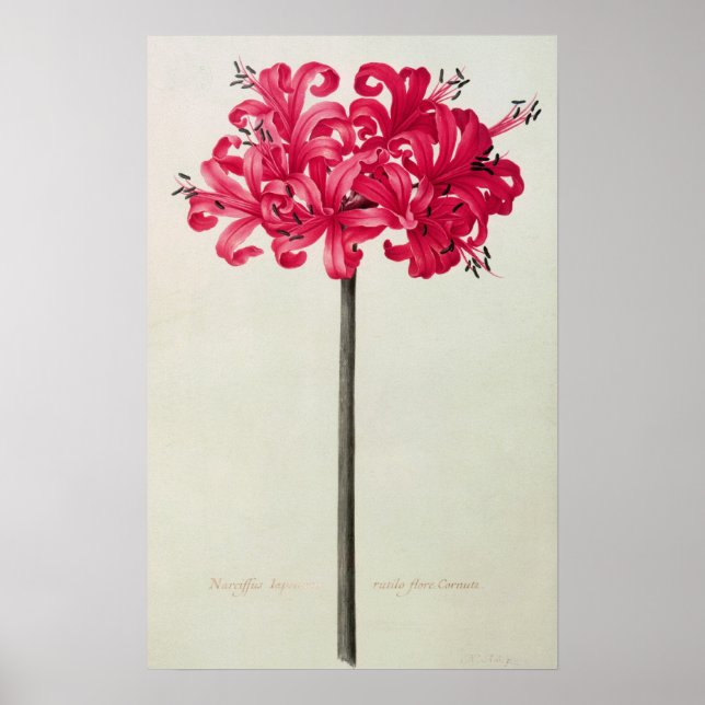 Amaryllis Sarniensis eller Narcissus Poster (Framsidan)