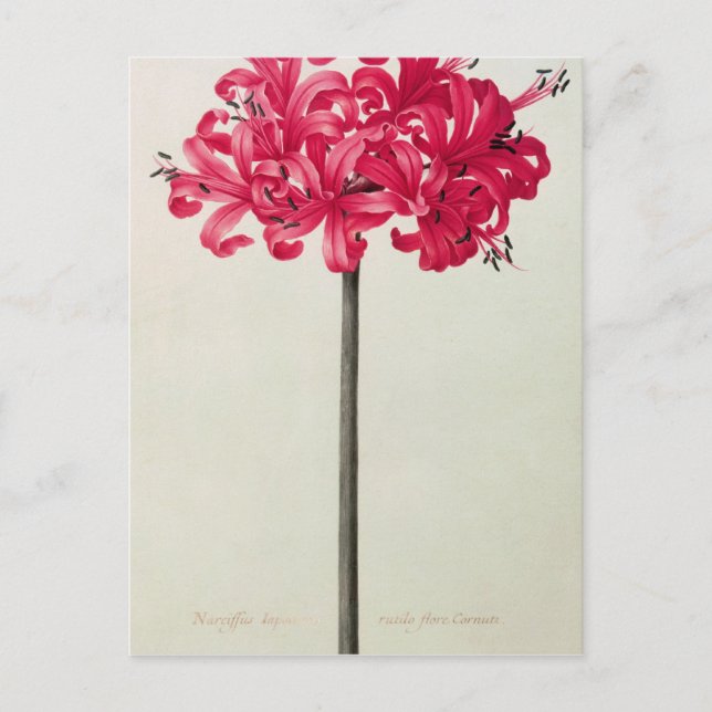 Amaryllis Sarniensis eller Narcissus Vykort (Framsida)