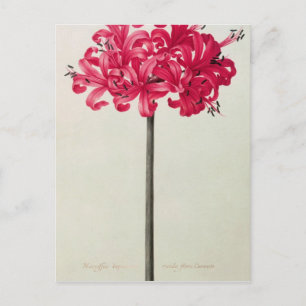 Amaryllis Sarniensis eller Narcissus Vykort