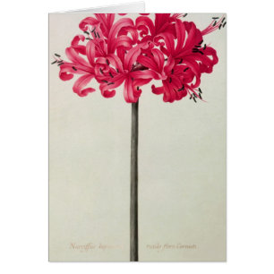 Amaryllis Sarniensis eller pingstlilja Hälsningskort