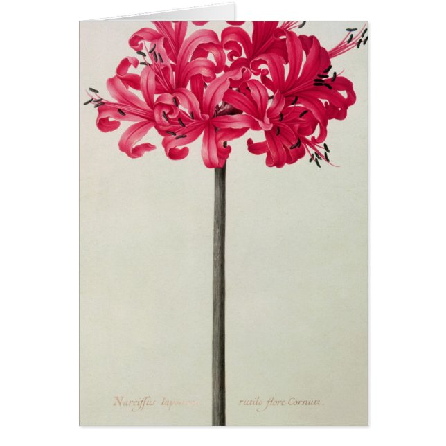 Amaryllis Sarniensis eller pingstlilja Hälsningskort (Framsidan)