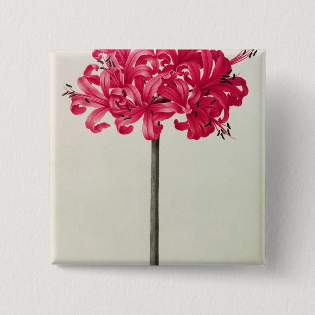 Amaryllis Sarniensis eller pingstlilja Knapp (Framsida)