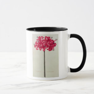 Amaryllis Sarniensis eller pingstlilja Mugg